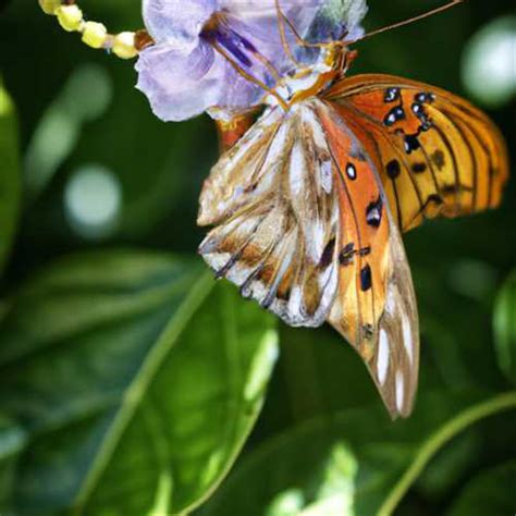 Butterflies and Native Plants: How a Magic Butterfly Net Can Promote Biodiversity